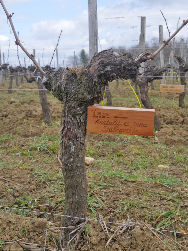 Виноградник на урожай